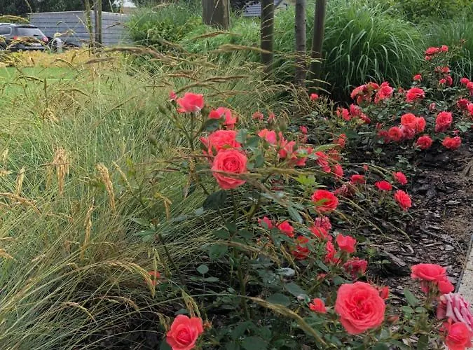 Feriegård Magnolia - I Sprzet Do Polawiania Bursztynu -wodery, Podbieraki, Latarki Uv - Zabaw- Rowery - Kawa Z Ekspresu